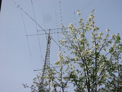 2008.04.16�i�`�O�c�d�s�f�A���e�i