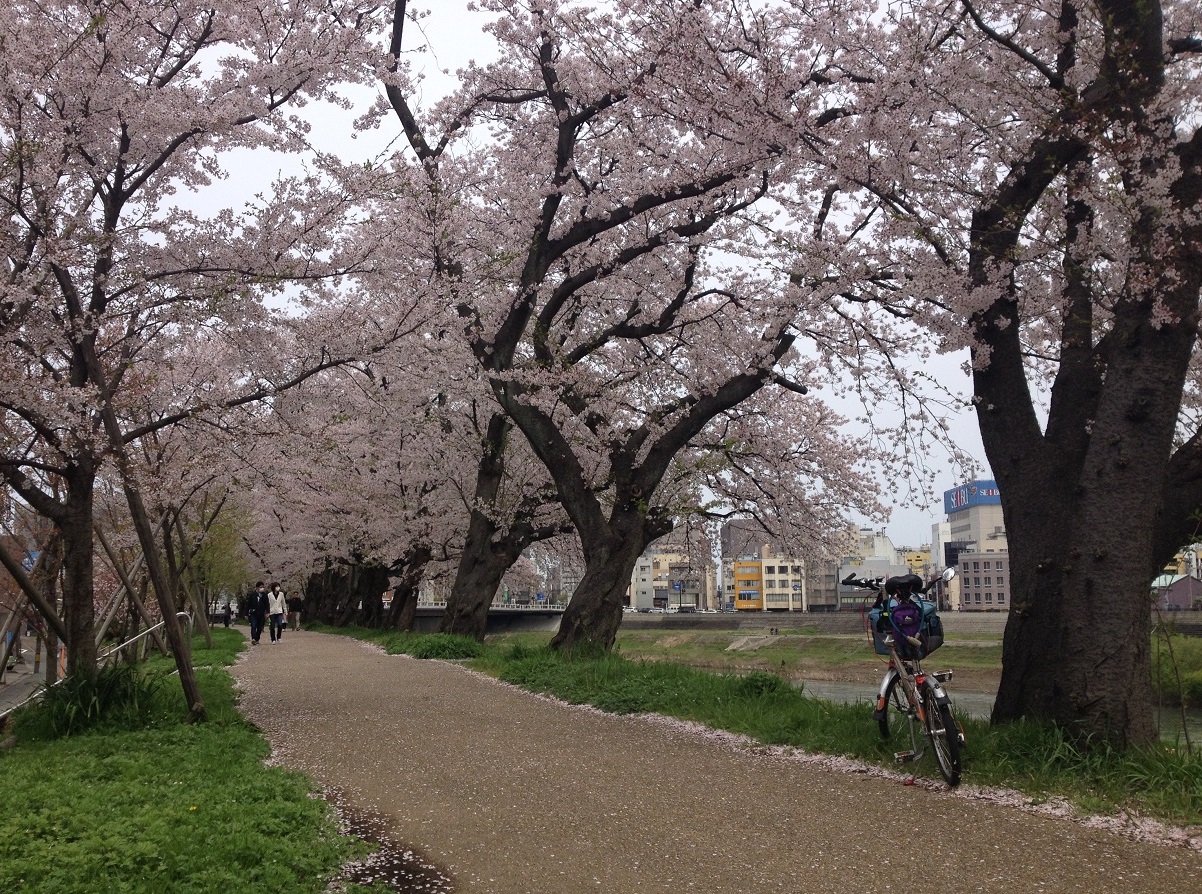 足羽川の桜