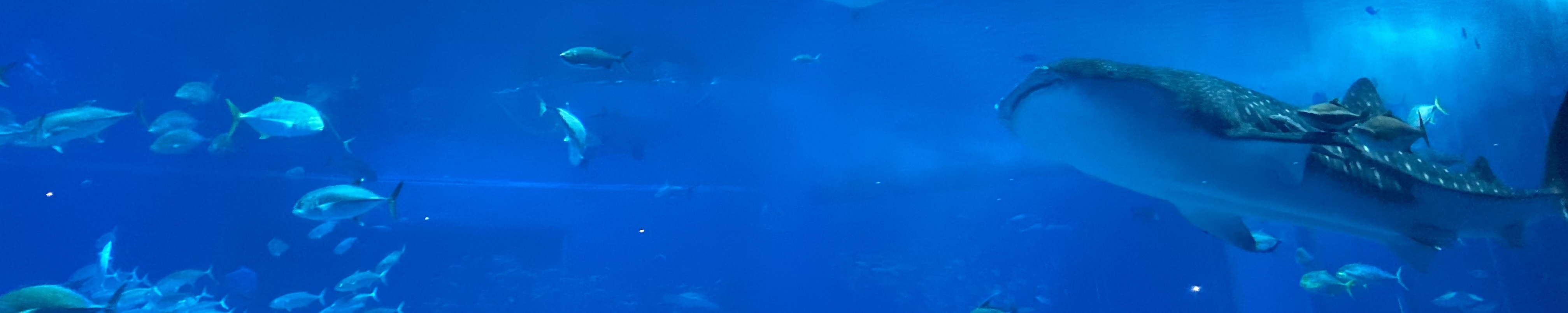 ocean2