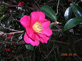 城跡にはきれいな椿の花がひっそりと